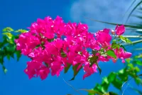 Blumenpracht auf La Digue - Alina Kirsten