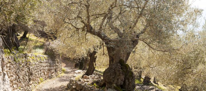Wandern auf Mallorca - Finca